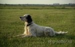 Архив кобелей - ГАМЛЕТ-ГРАЙ
