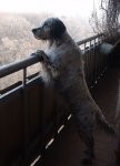 Архив кобелей - ЛЮТЬЕ-РЭМ