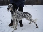 КОБЕЛИ - ЭЛЬМАР